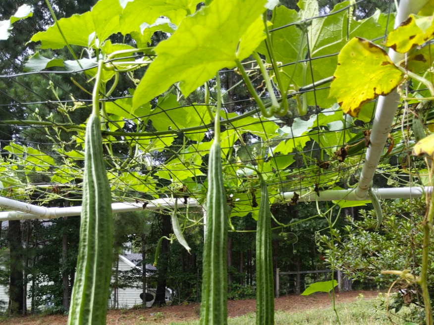 Guide to Indian Grocery Store Vegetables: Ridged Gourd