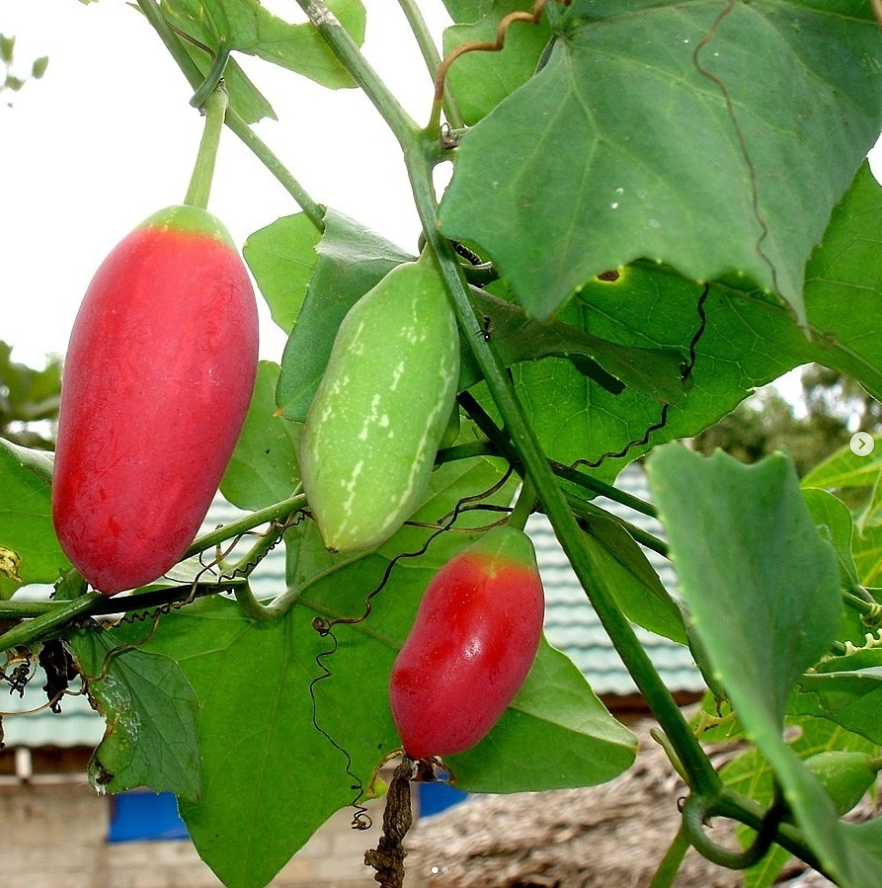 Guide to Indian Grocery Store Vegetables: Ivy Gourd